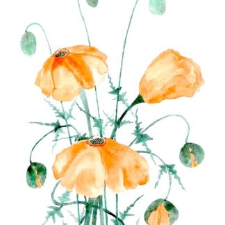 Watercolour painting of Wild Poppies growing on a bank by Irish artist. Buy paintings for your home or office 100% hassle free shopping